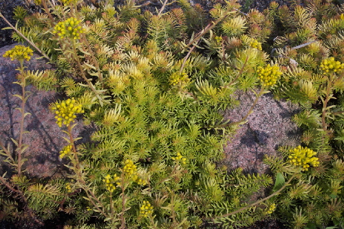 sedum reflexum v.aureum